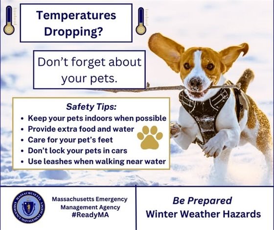 Winter Pet Safety Information from MEMA
