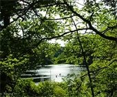 view of a pond through the trees