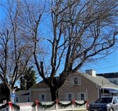 A Norway Maple tree behind a white fence in Kate Gould Park.