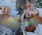 Bearded man holding a bird with wings outstretched