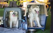 Two dogs in pet carriers with a water bowl and bottle of water in front of them