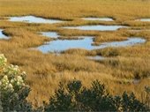 Salt marsh viewed from above