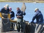 AmeriCorps Cape Cod volunteers working oyster cages at Oyster Pond