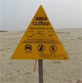 Yellow triangular sign which reads Area Closed due to nesting shorebirds.