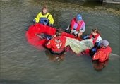 People in the water assisting a dolphin on a sling