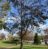 Tree in Kate Gould Park