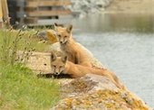 Fox kits near the Mitchell River Bridge