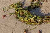 Eelgrass washed up on a sandy beach