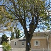 Tree in Kate Gould Park