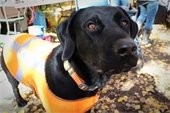 Black dog in a blaze orange vest in the forest