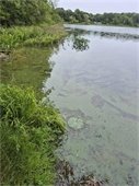 Green algae on a pond in the woods