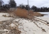 Phragmites and beach grass on Oyster Pond Beach