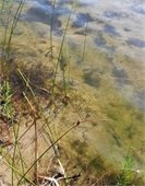 Pond water with green algae bloom