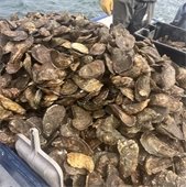 Pile of oysters in a boat on the water