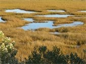Golden salt marsh