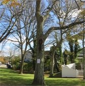 Tree in Kate Gould Park