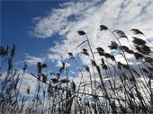 Reeds and cattails against a blue sky