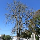 Horse Chestnut Tree in front of the Eldredge Public Library